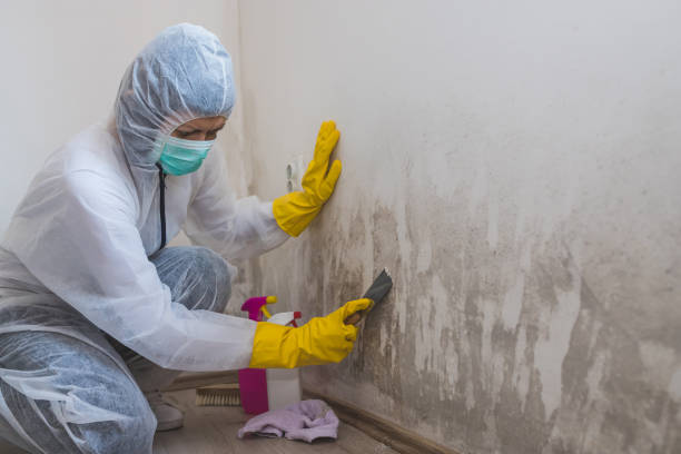 Best Residential Mold Removal  in Trenton, NJ