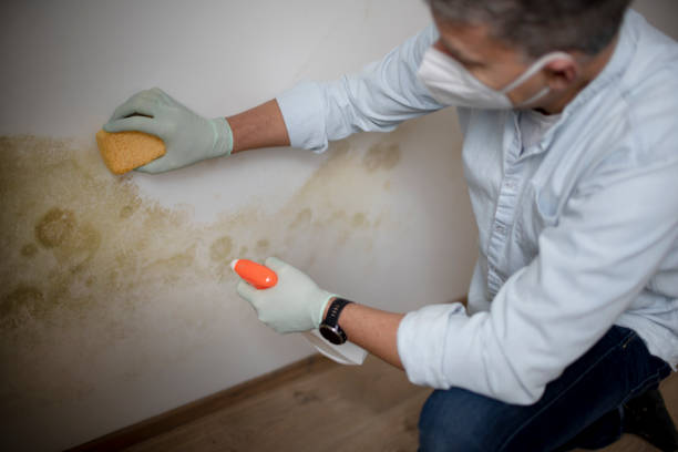 Best Mold Removal and Inspection  in Trenton, NJ