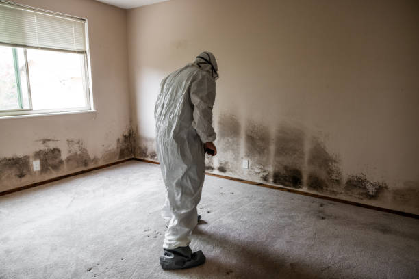 Best Commercial Mold Removal  in Trenton, NJ