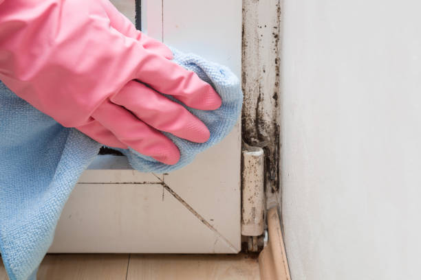 Best Same-Day Mold Removal  in Trenton, NJ